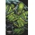 GIANT-SIZE HULK #1 CHRIS ALLEN STORMBREAKERS VAR - Phillip Kennedy Johnson